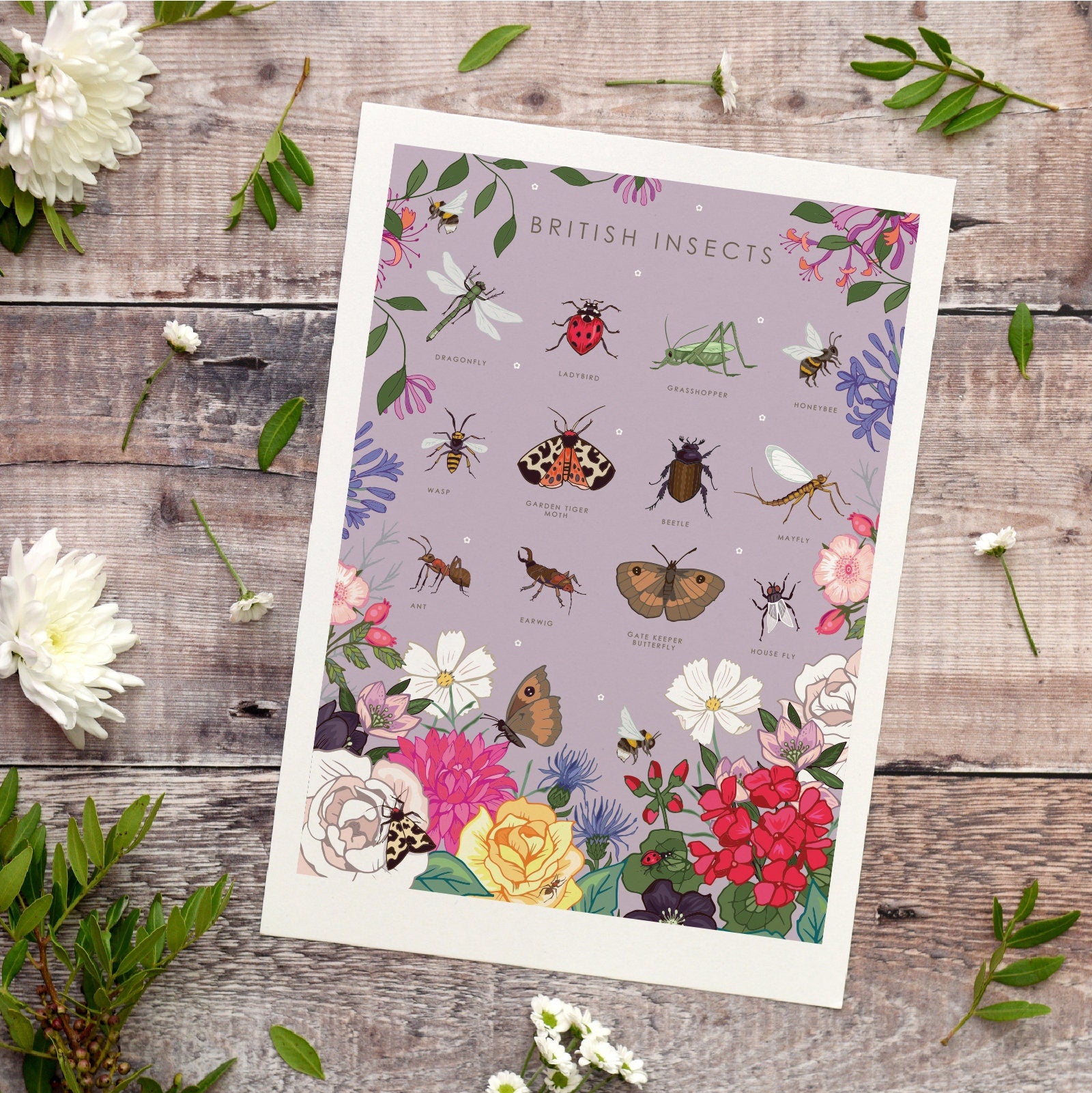 British Insects Nature Guide Wall Art Print