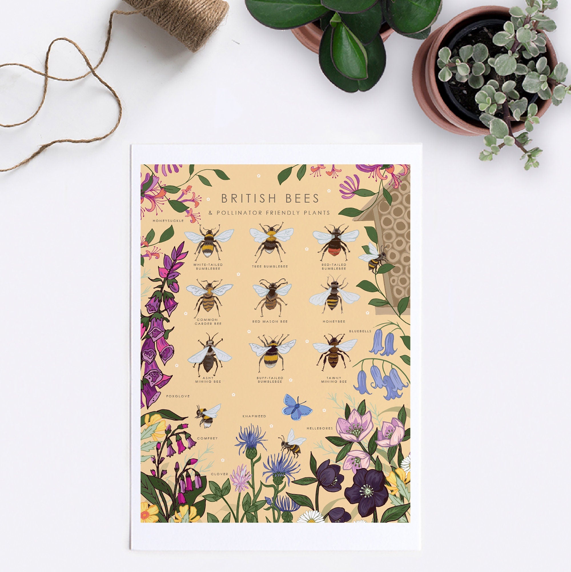 British Bees and Pollinator Friendly Plants Nature Guide Print