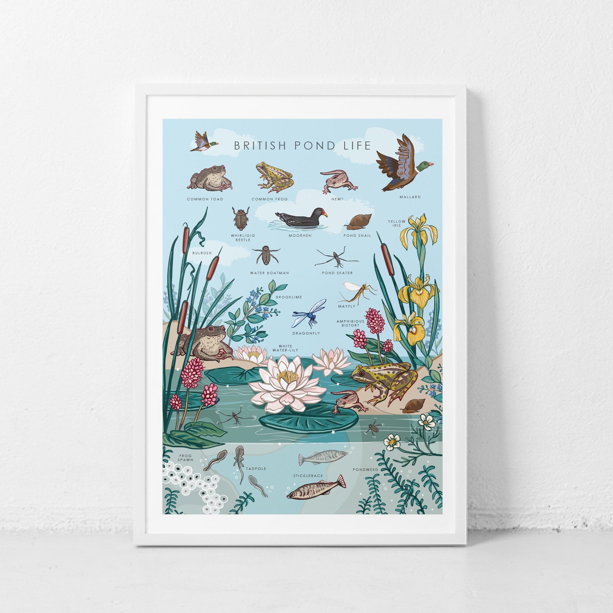 British Nature Guide Art Print, Pond Life Poster of Frogs & Newts