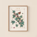 Ivy Wall Art Print, Vintage Cottage Style Illustration