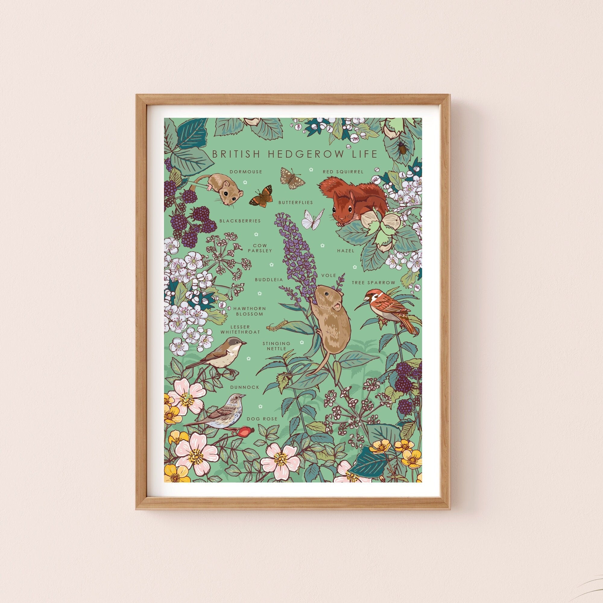 British Hedgerow Life Nature Guide Wall Art Print