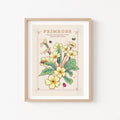 Primrose February Birth Flower Wall Art Print