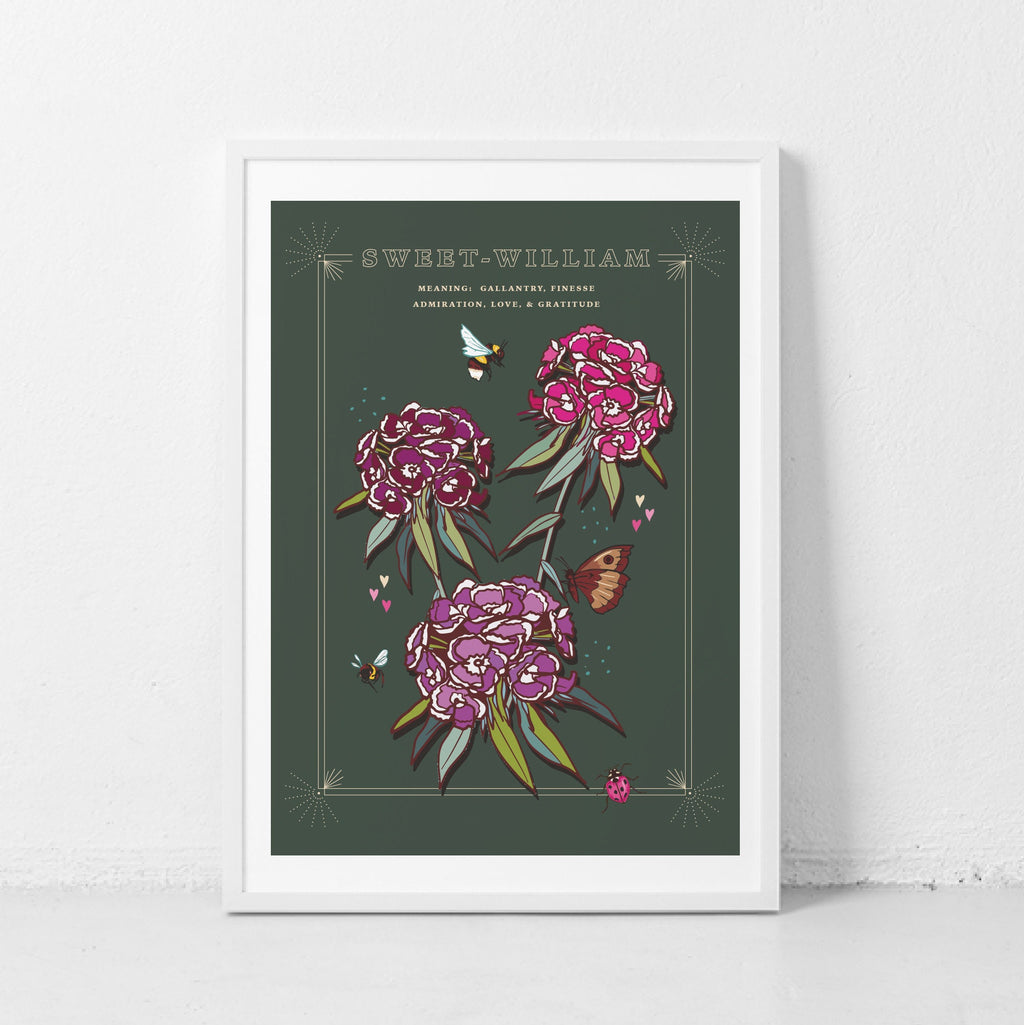 Sweet William Wall Art Print, Flower Meaning Illustration Print