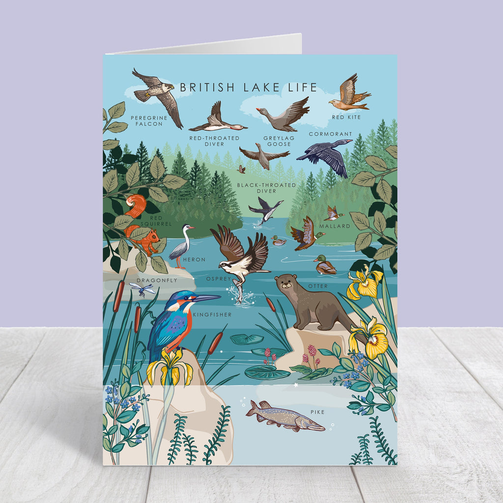 Set of 4 British Nature Guide Cards: Hedgerow, Moorland, Pond and Lake Life