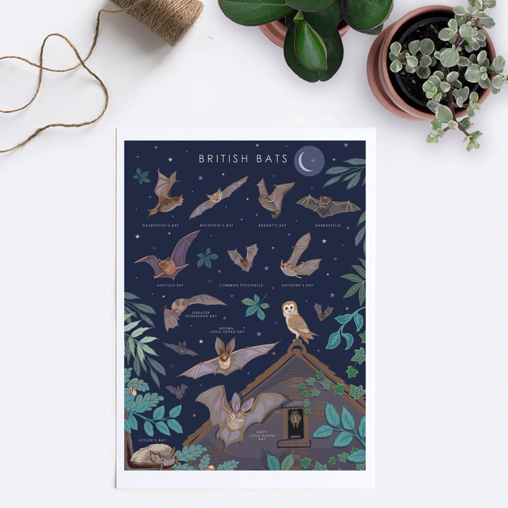 British Bats Nature Guide Wall Art
