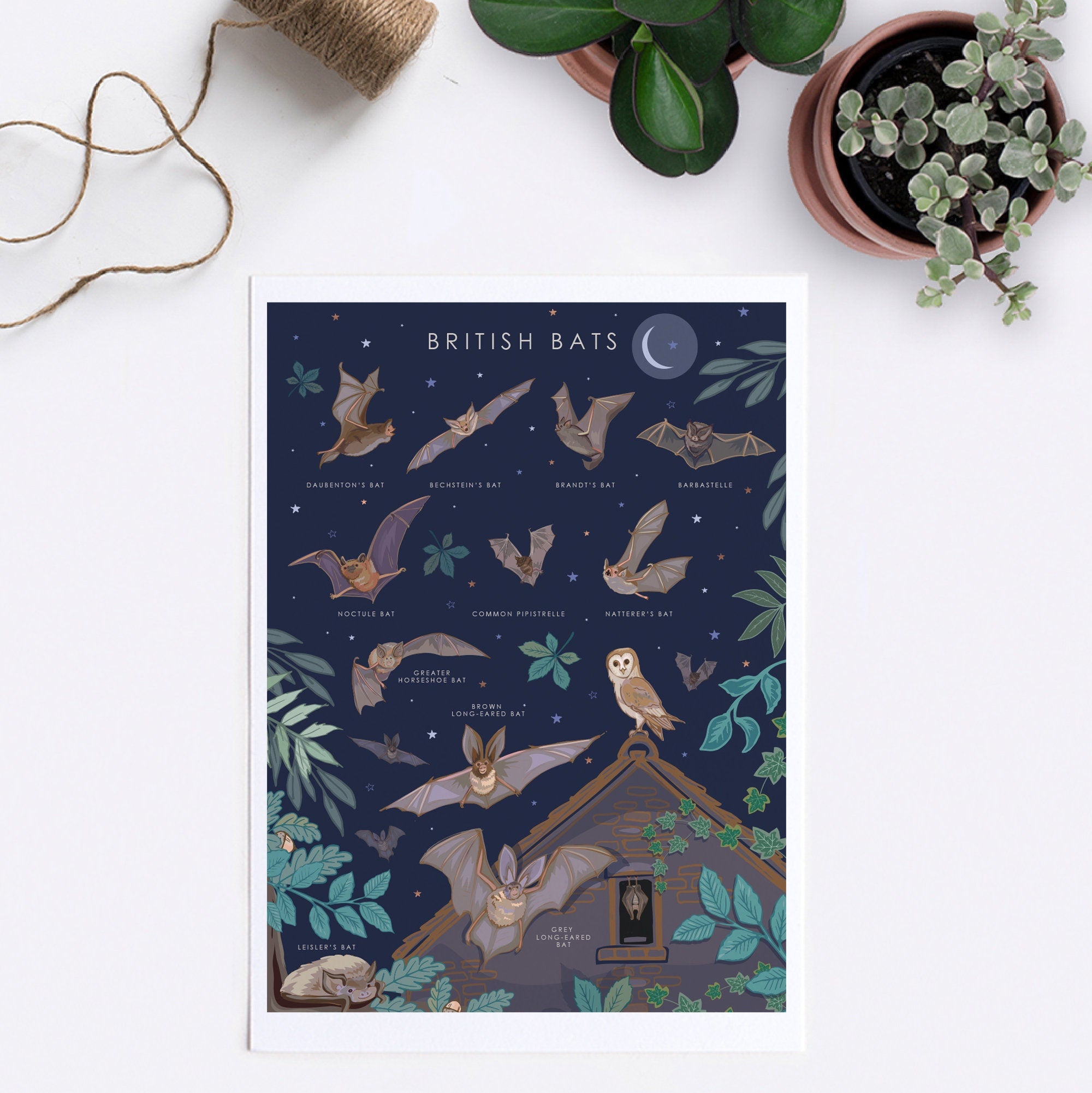British Bats Nature Guide Wall Art
