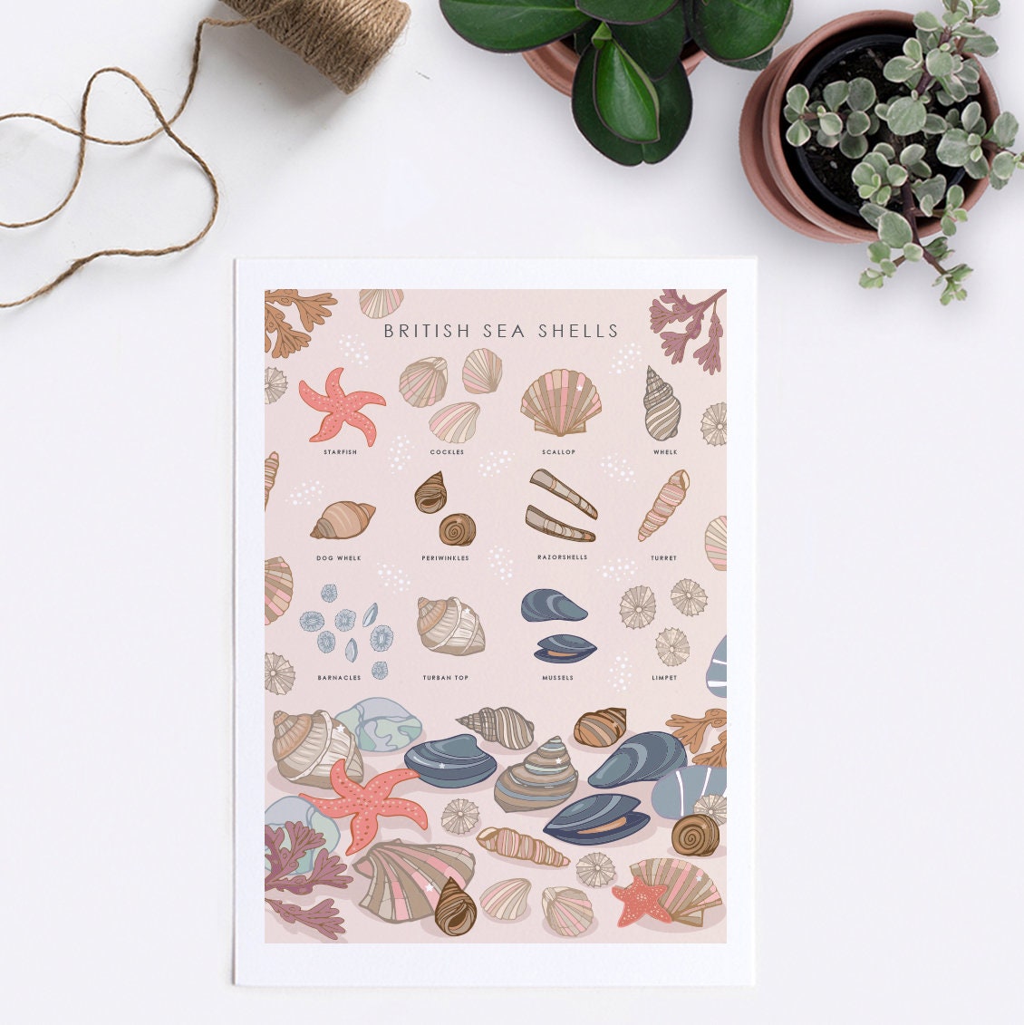 British Sea Shells Nature Guide Wall Art Print