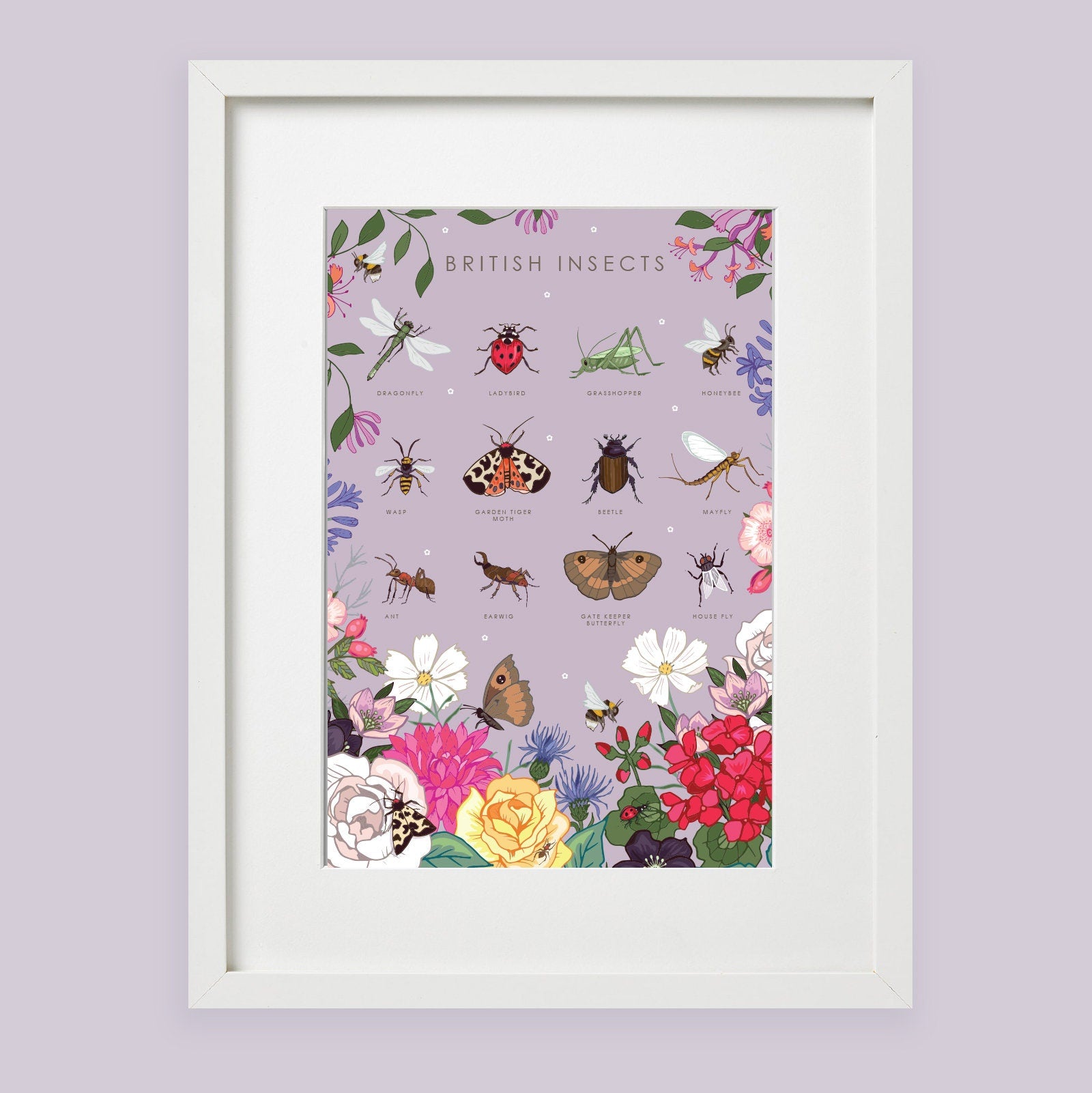 British Insects Nature Guide Wall Art Print