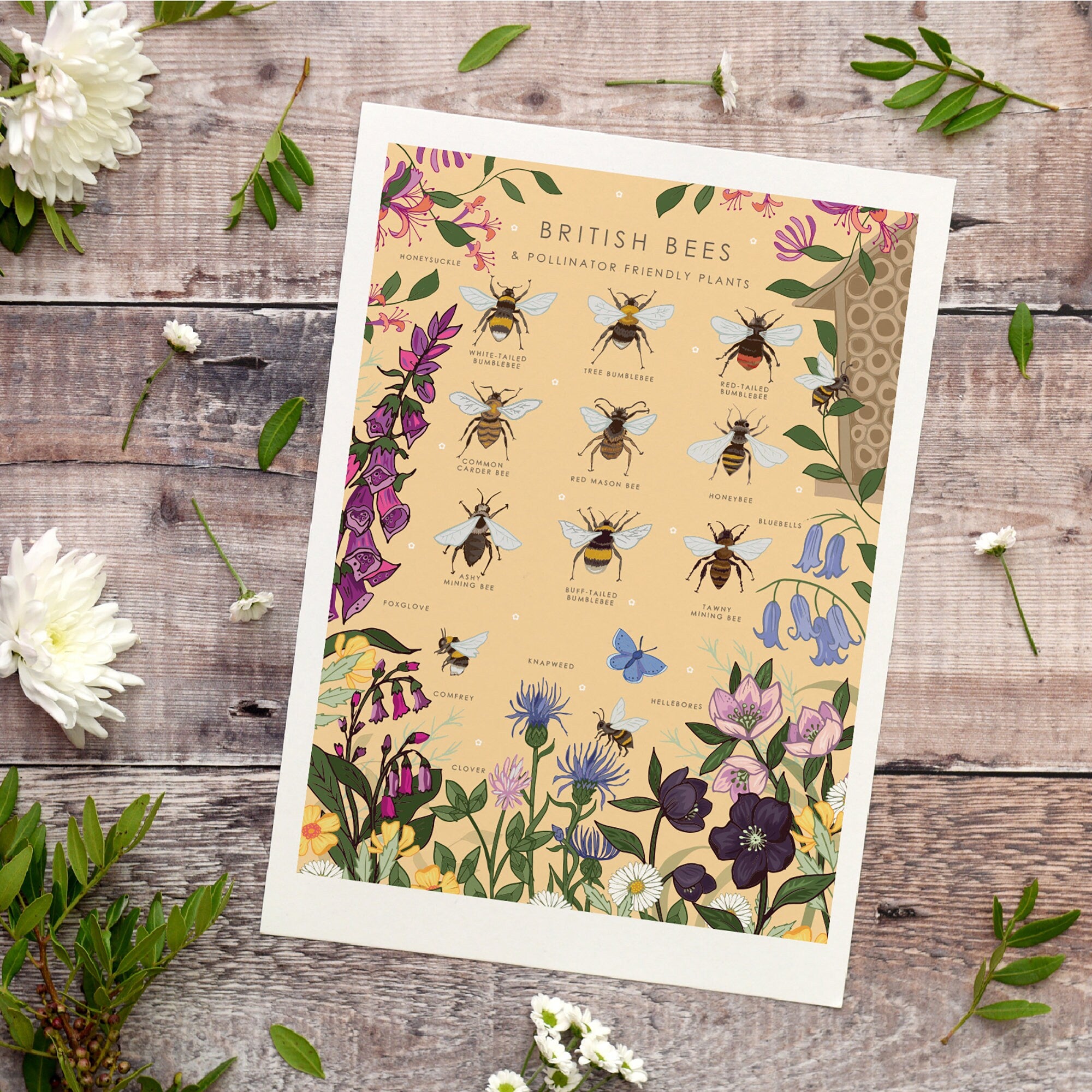 British Bees and Pollinator Friendly Plants Nature Guide Print