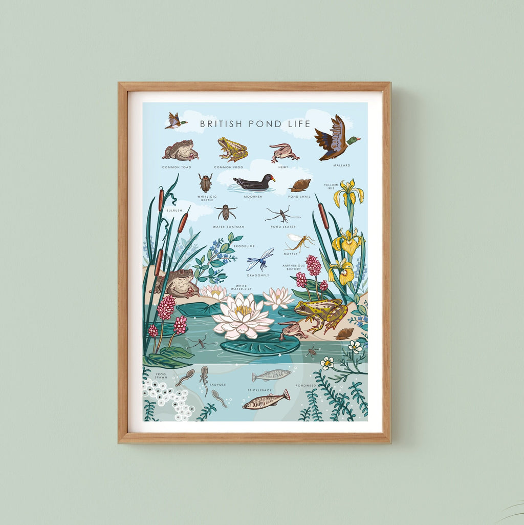 British Nature Guide Art Print, Pond Life Poster of Frogs & Newts