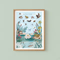 British Nature Guide Art Print, Pond Life Poster of Frogs & Newts