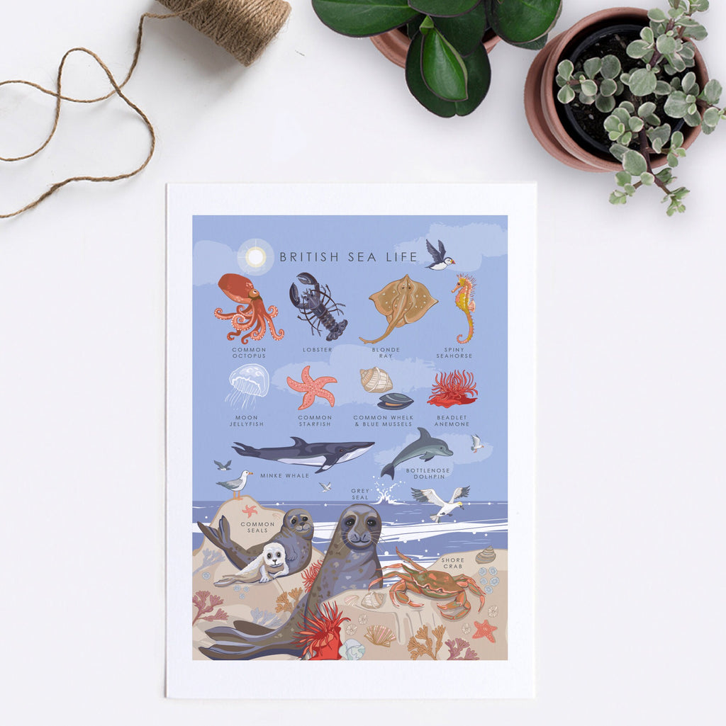 British Sea Life Nature Guide Wall Art
