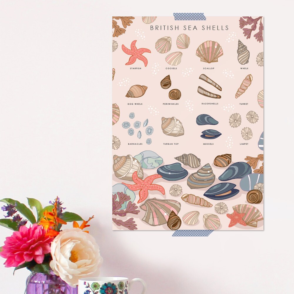 British Sea Shells Nature Guide Wall Art Print