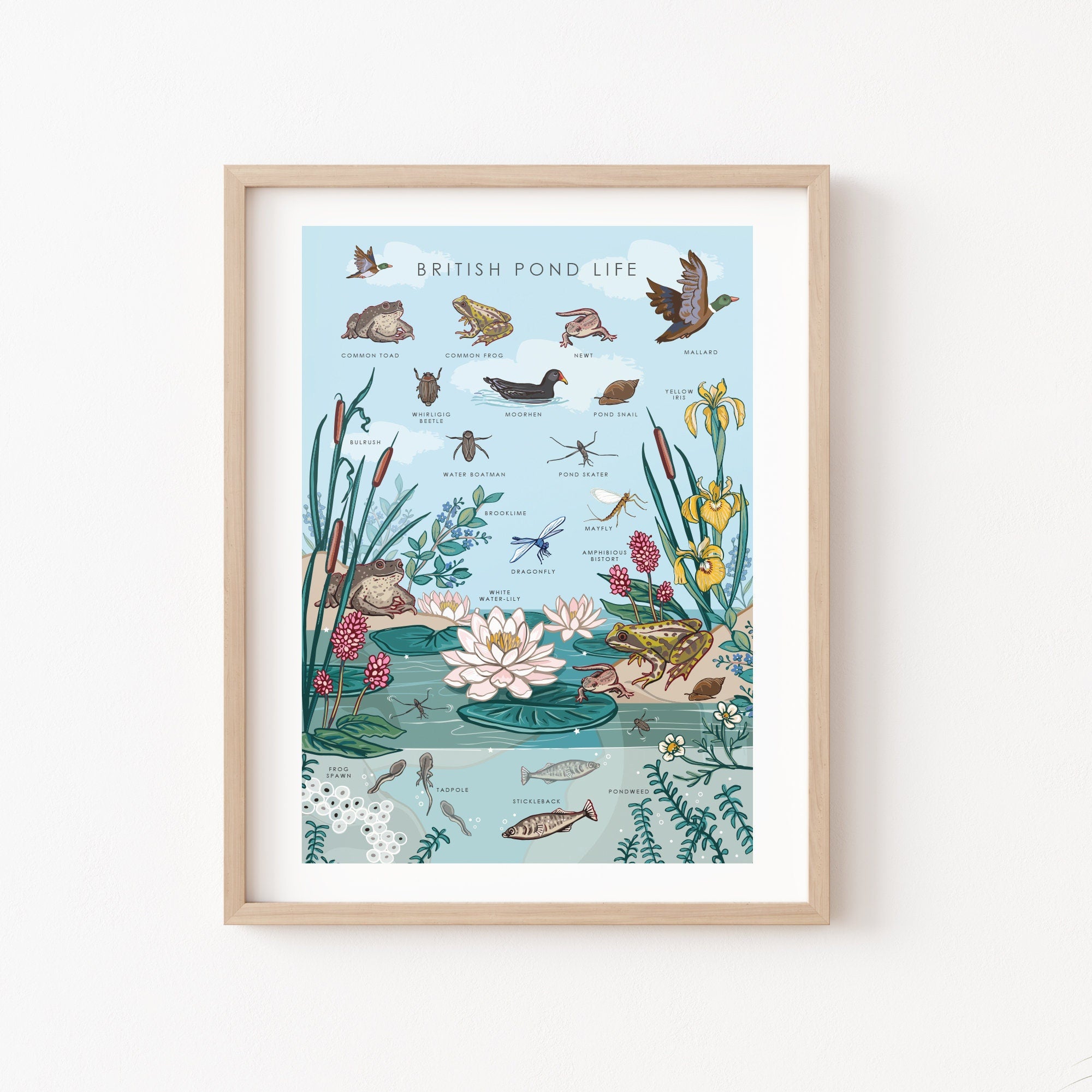 British Nature Guide Art Print, Pond Life Poster of Frogs & Newts
