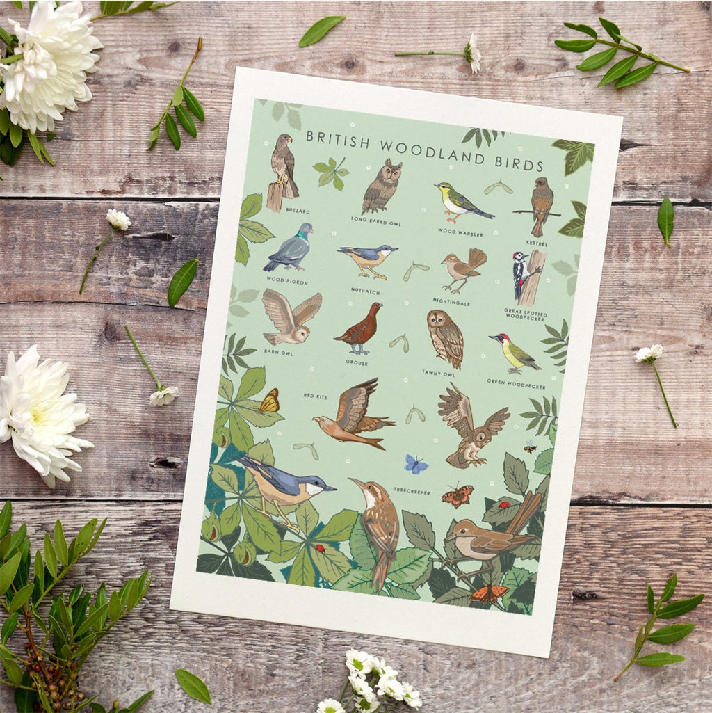 British Woodland Birds Nature Guide Wall Art Print