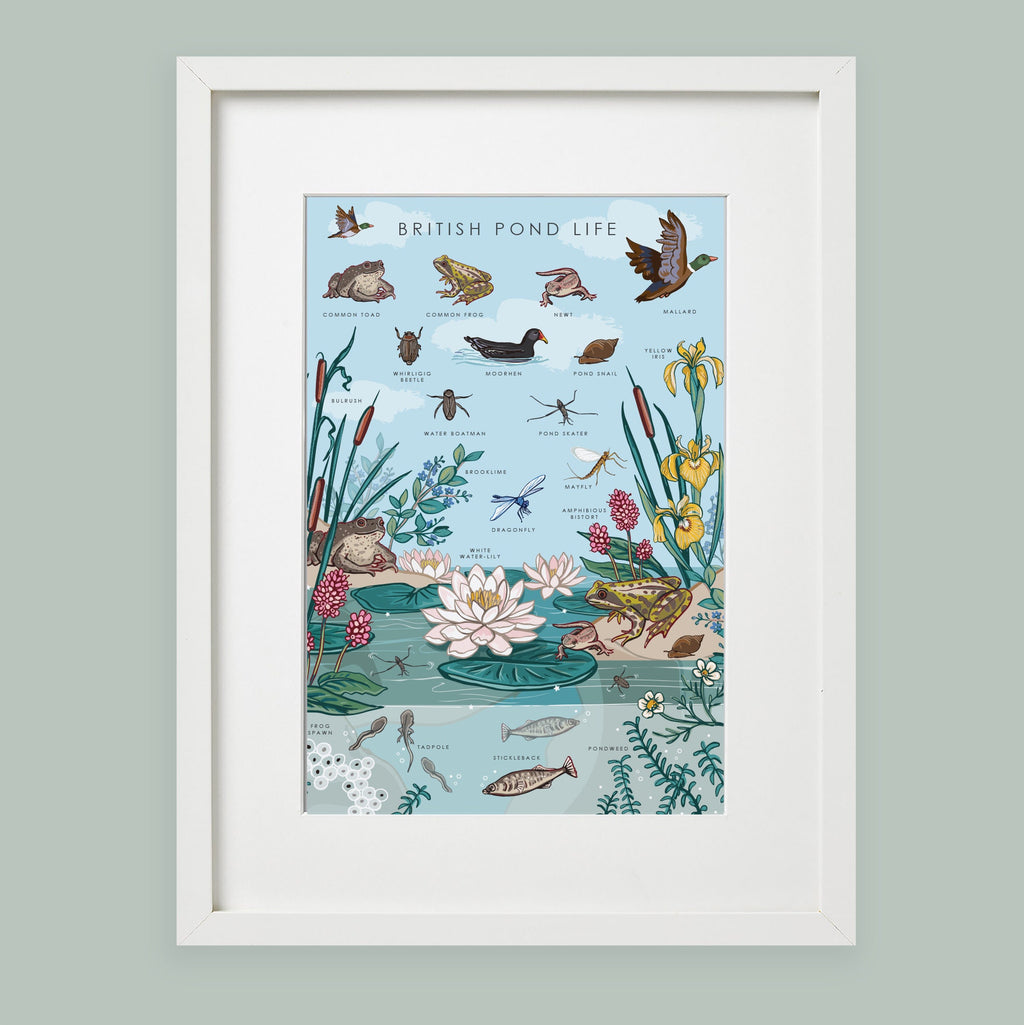 British Nature Guide Art Print, Pond Life Poster of Frogs & Newts