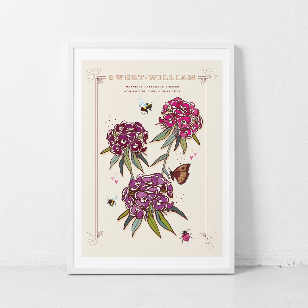 Sweet William Wall Art Print, Flower Meaning Illustration Print