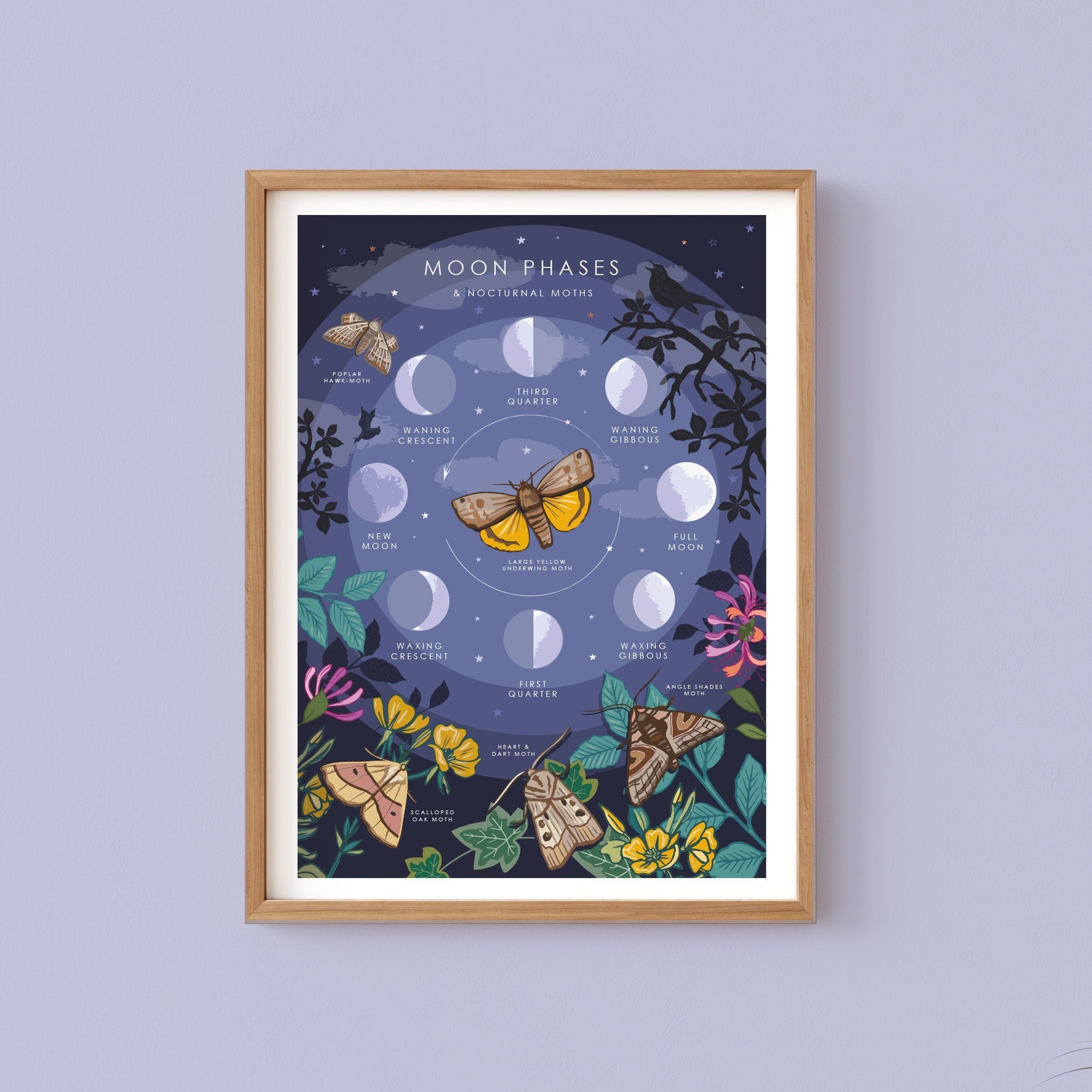 Moon Phases and Nocturnal Moths Nature Guide Print