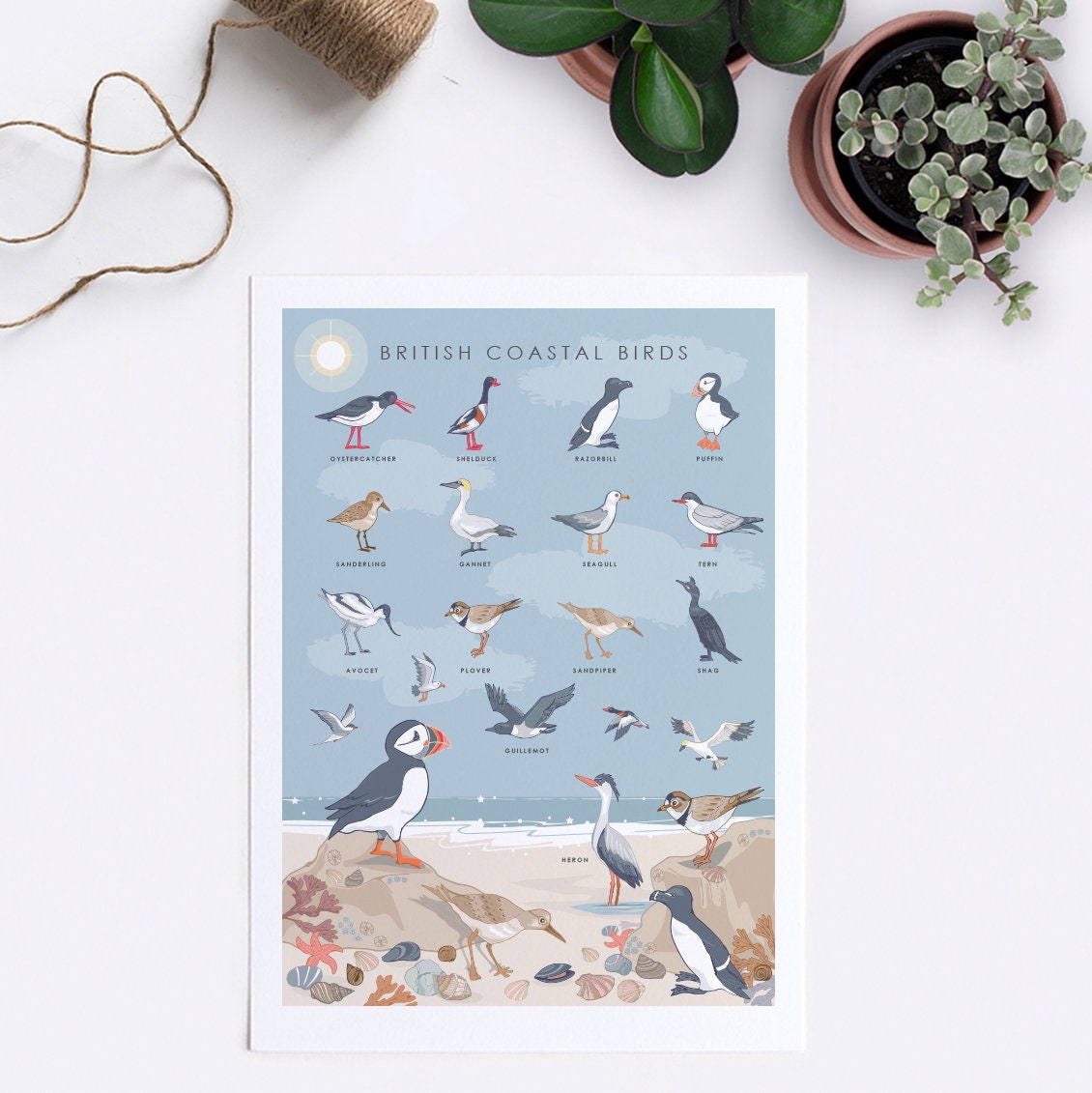British Coastal Birds Art Print