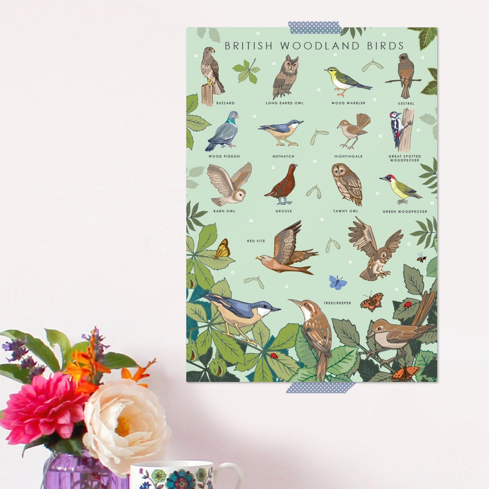 British Woodland Birds Nature Guide Wall Art Print