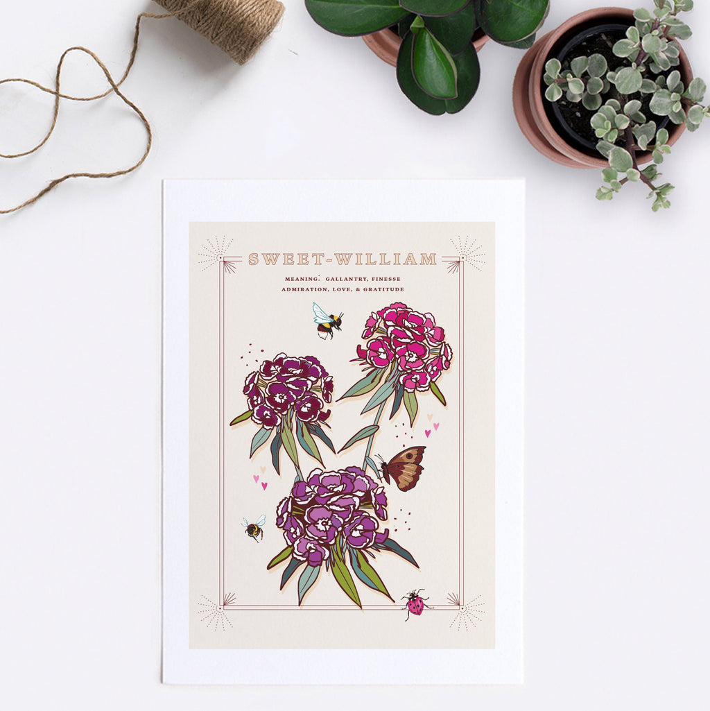 Sweet William Wall Art Print, Flower Meaning Illustration Print