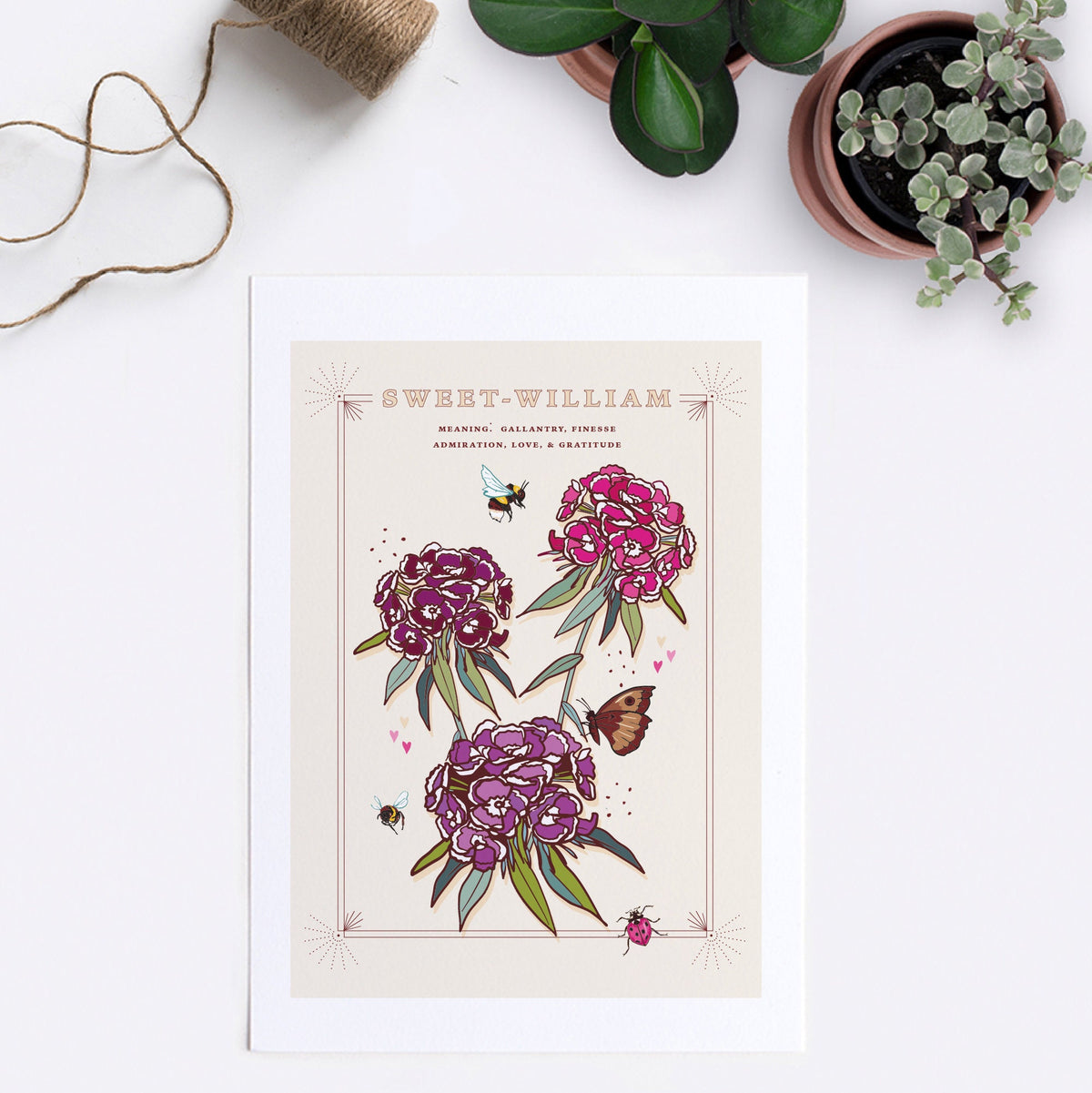 Sweet William Wall Art Print, Flower Meaning Illustration Print