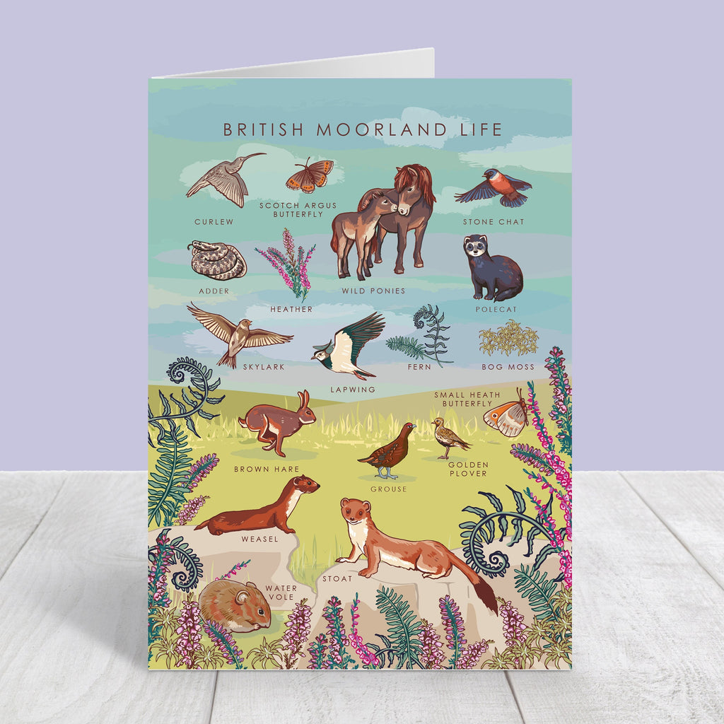 Set of 4 British Nature Guide Cards: Hedgerow, Moorland, Pond and Lake Life