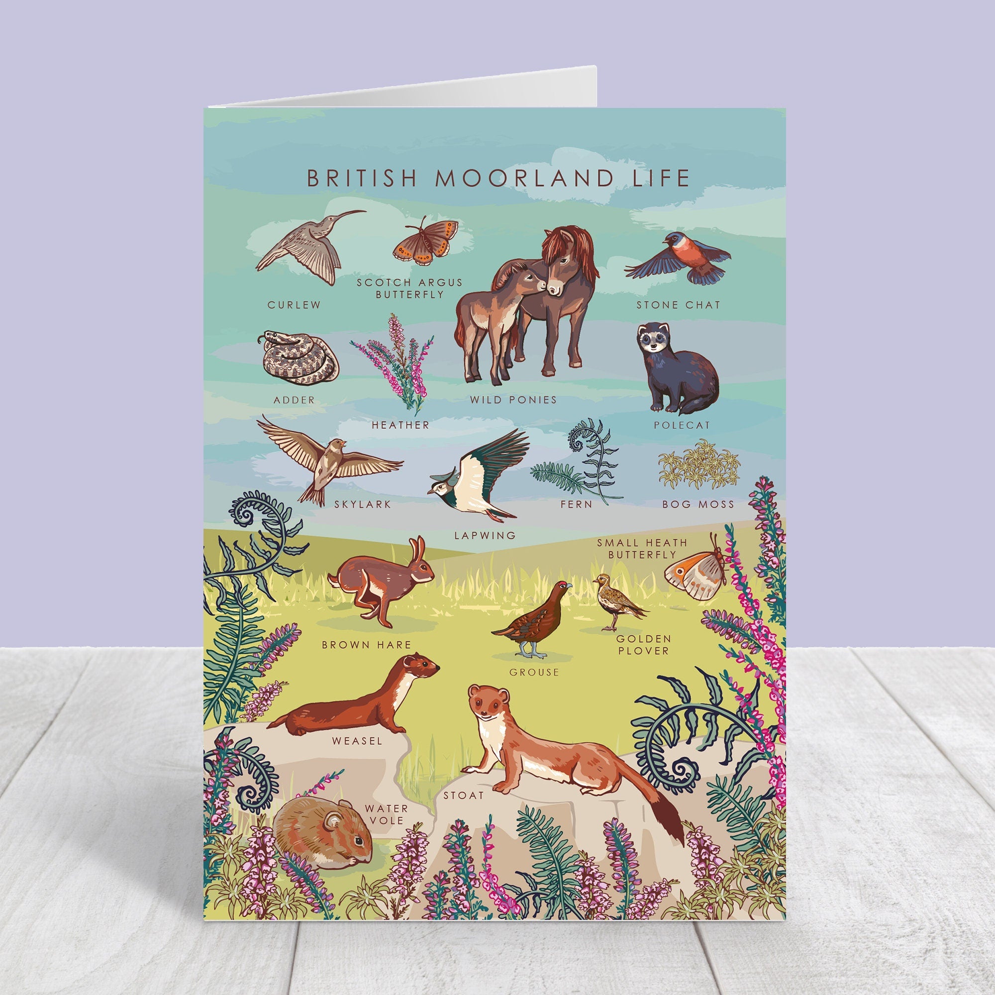 Set of 4 British Nature Guide Cards: Hedgerow, Moorland, Pond and Lake Life