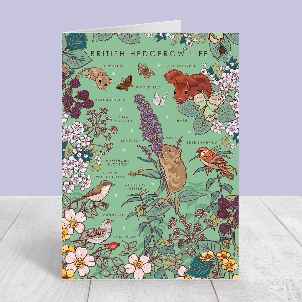 Set of 4 British Nature Guide Cards: Hedgerow, Moorland, Pond and Lake Life