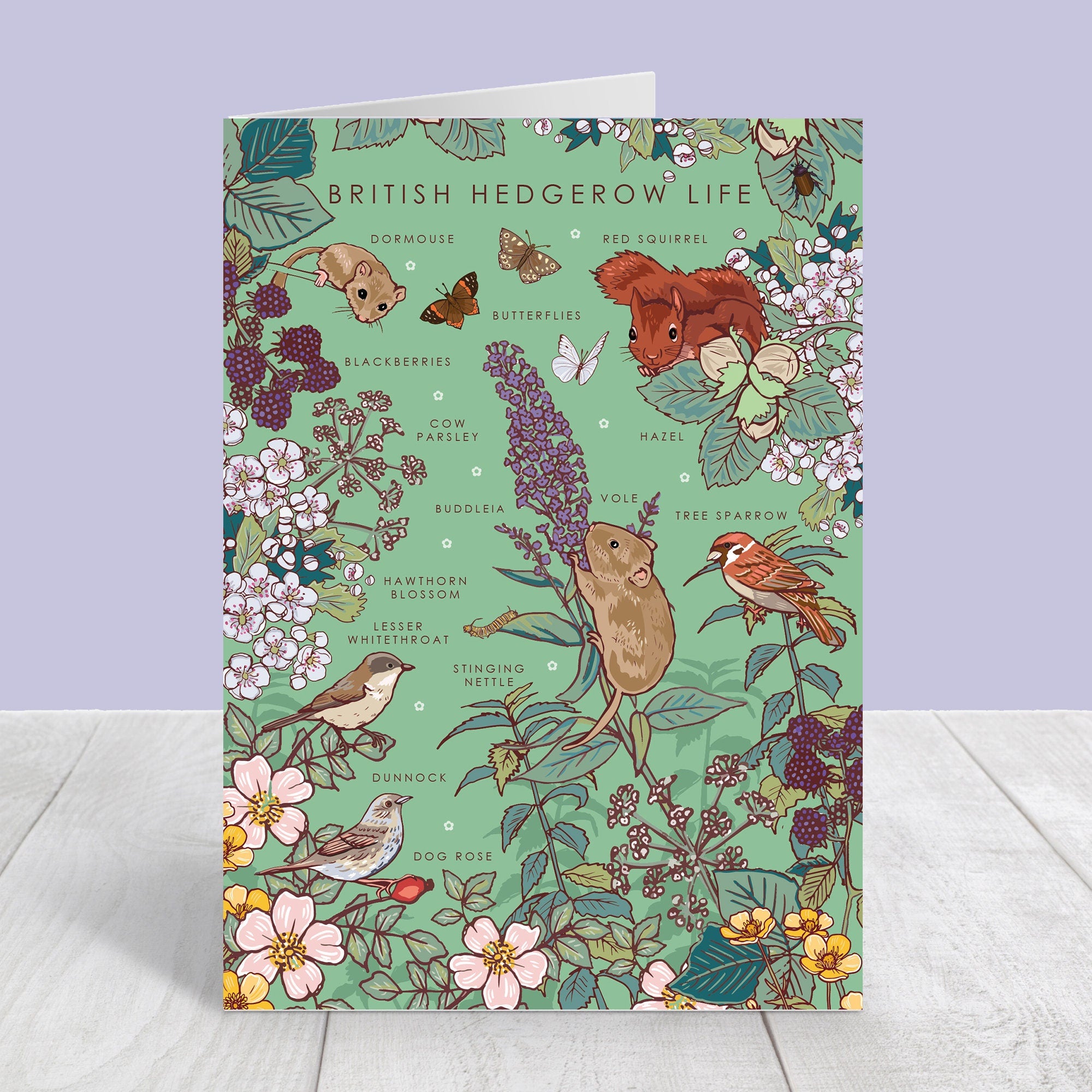Set of 4 British Nature Guide Cards: Hedgerow, Moorland, Pond and Lake Life