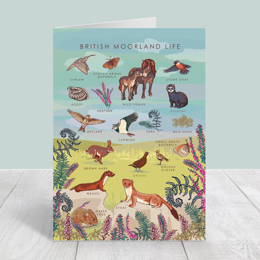 Set of 4 British Nature Guide Cards: Hedgerow, Moorland, Pond and Lake Life