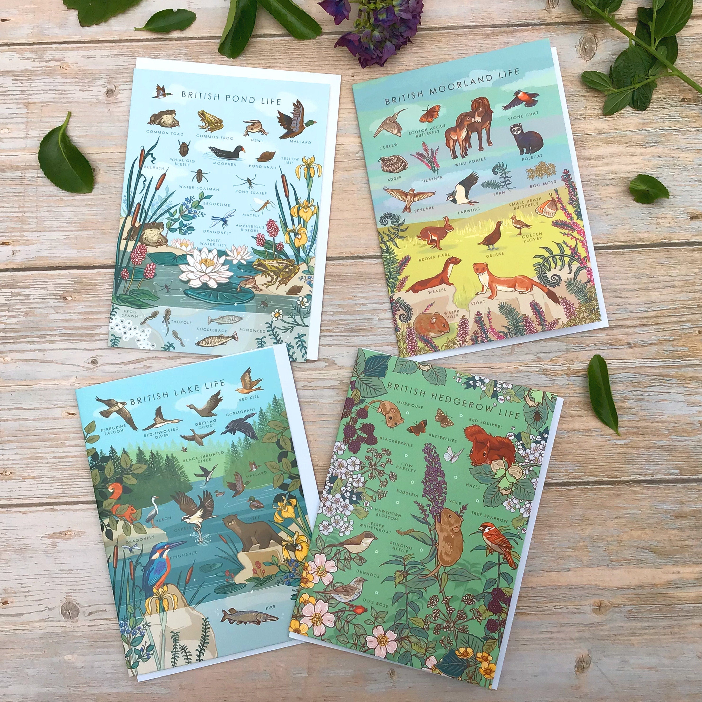 Set of 4 British Nature Guide Cards: Hedgerow, Moorland, Pond and Lake Life