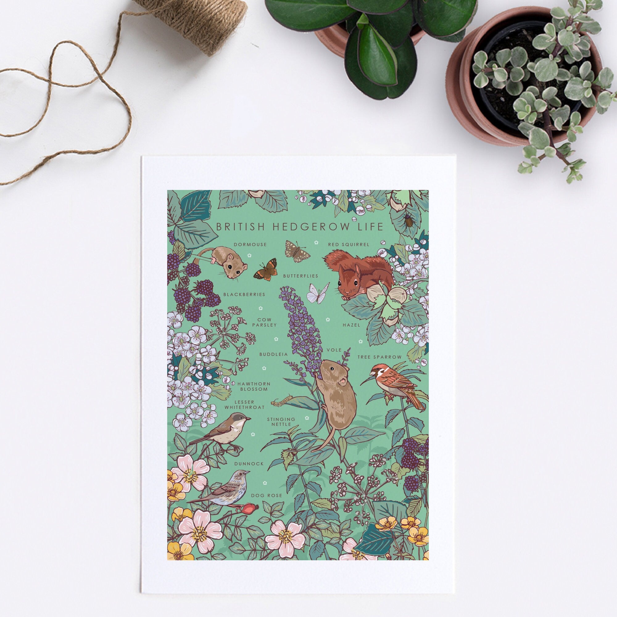 British Hedgerow Life Nature Guide Wall Art Print