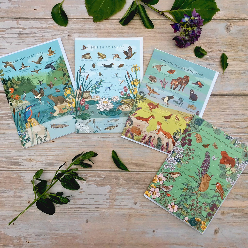 Set of 4 British Nature Guide Cards: Hedgerow, Moorland, Pond and Lake Life