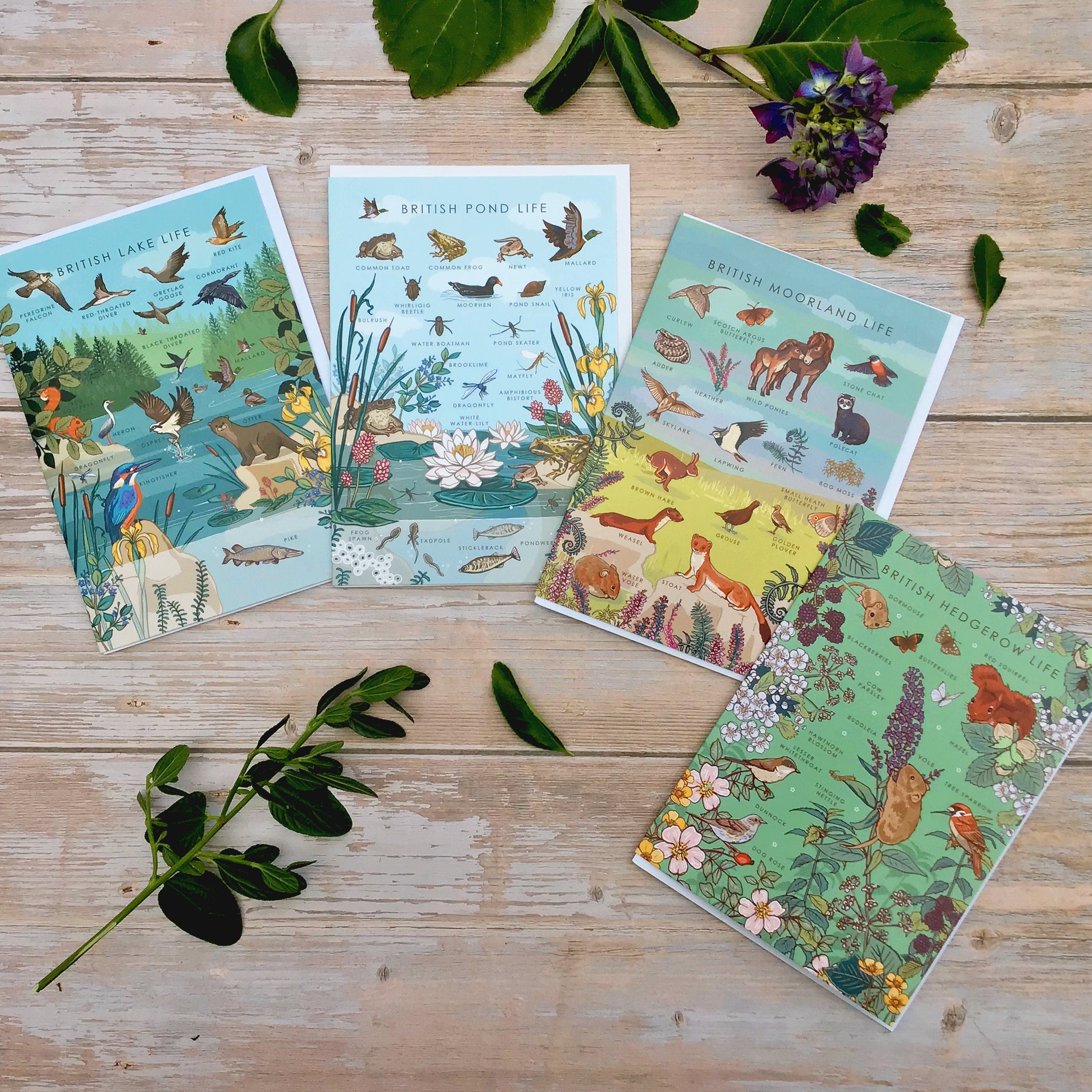 Set of 4 British Nature Guide Cards: Hedgerow, Moorland, Pond and Lake Life
