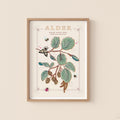 Alder Tree Wall Art Print