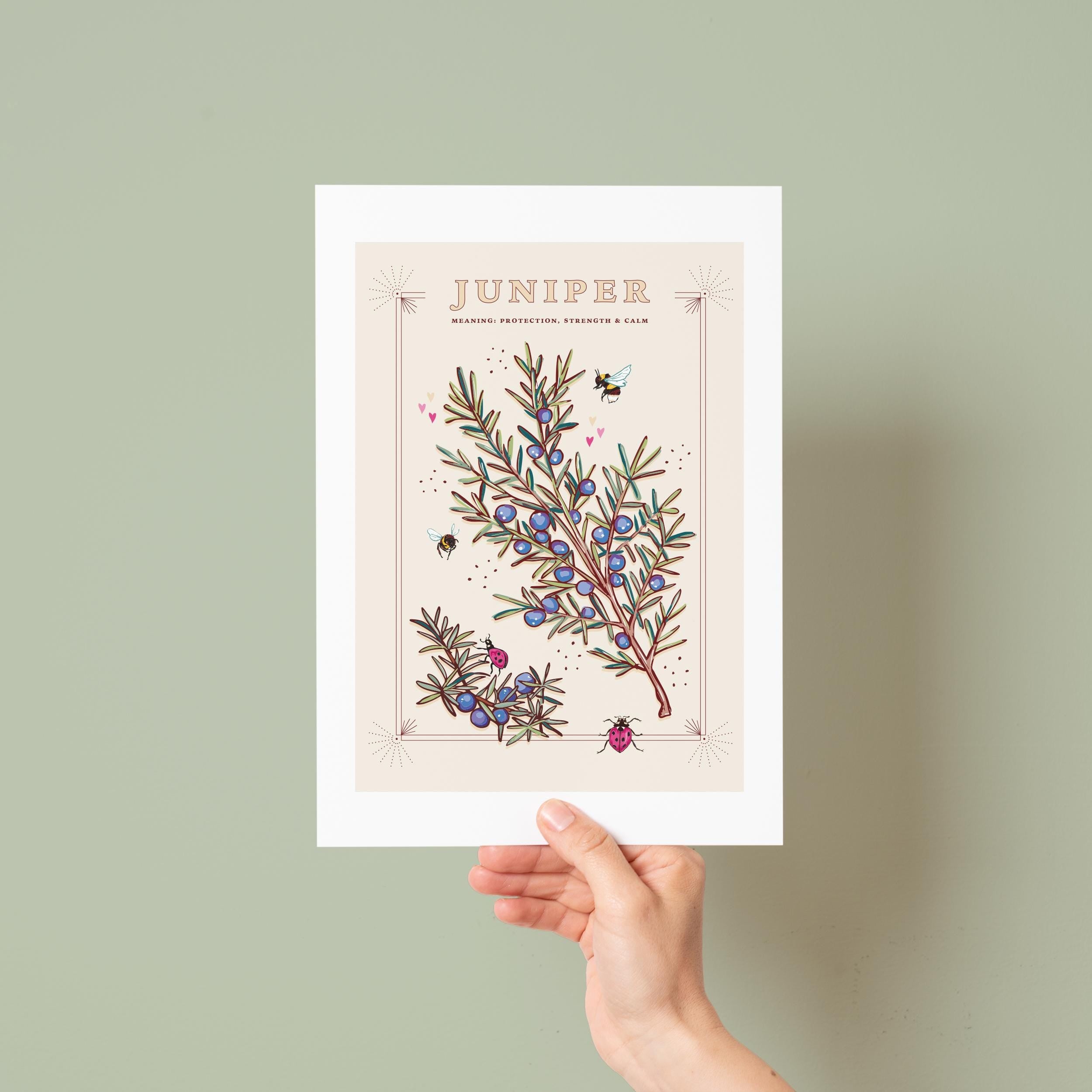 Juniper Wall Art Print, Plant Meaning Illustration Print