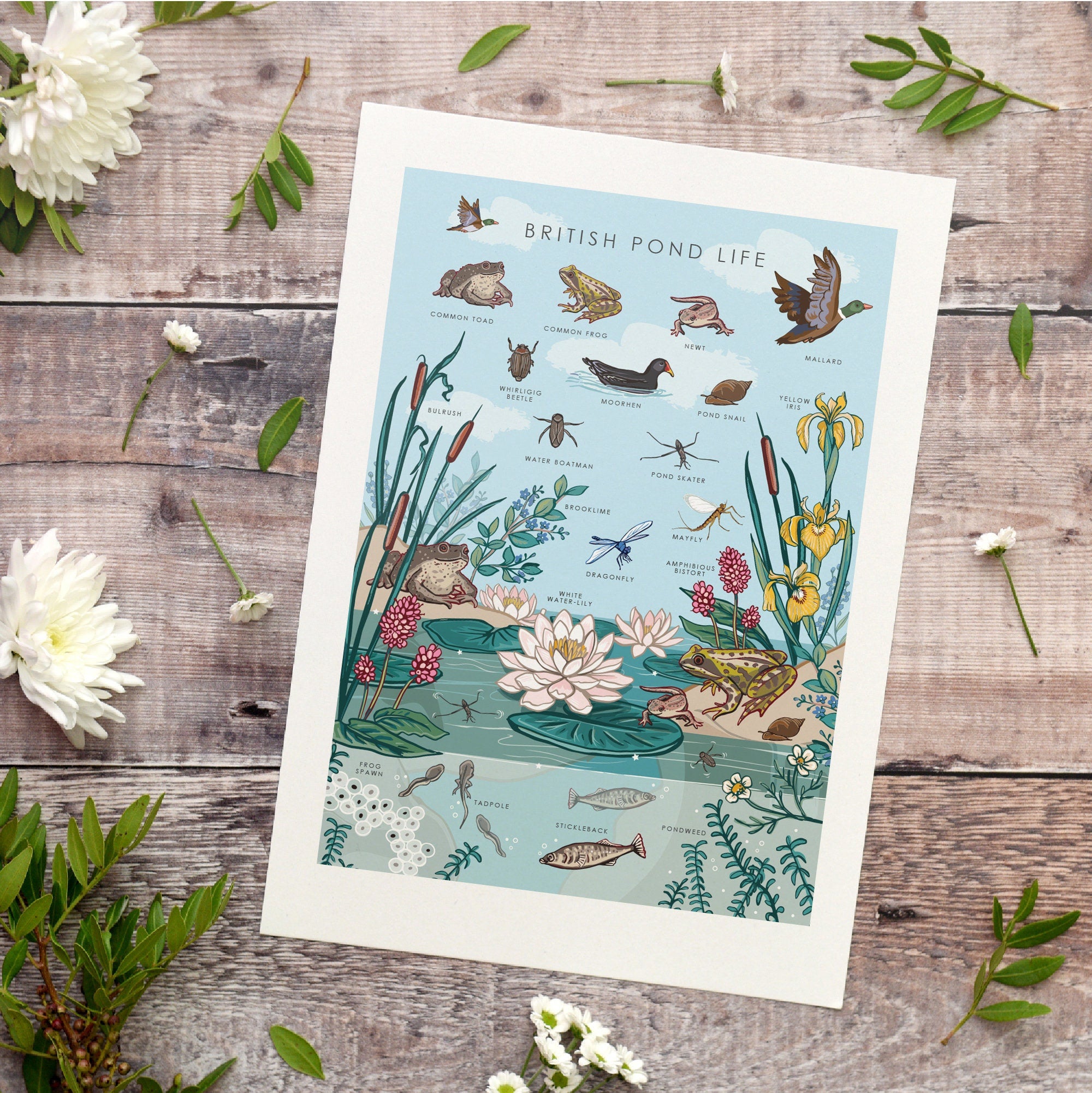 British Nature Guide Art Print, Pond Life Poster of Frogs & Newts