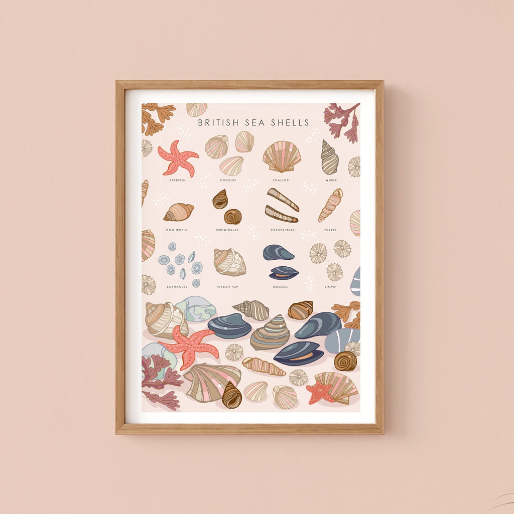 British Sea Shells Nature Guide Wall Art Print