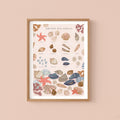 British Sea Shells Nature Guide Wall Art Print