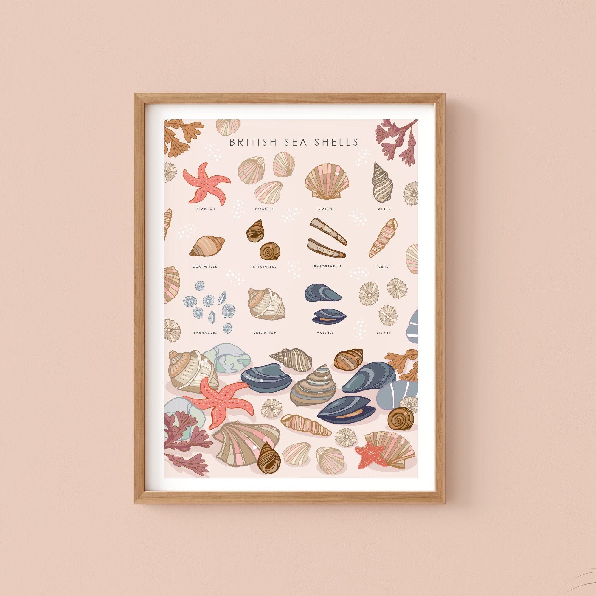 British Sea Shells Nature Guide Wall Art Print