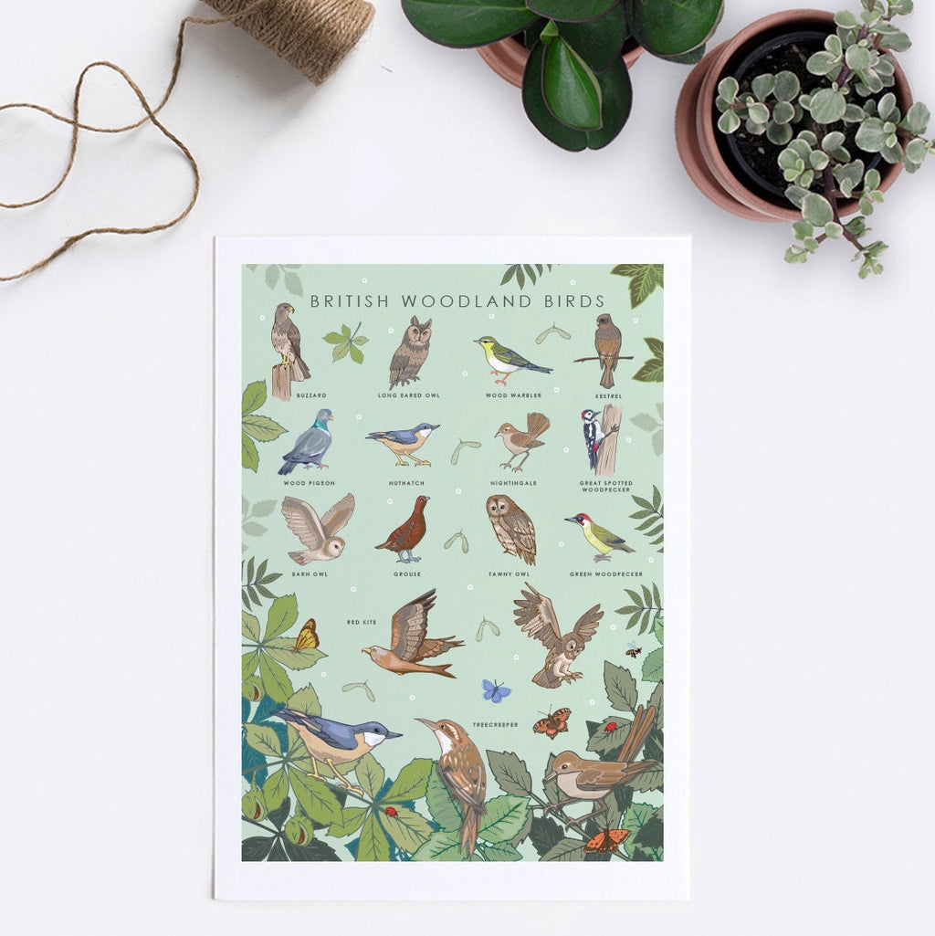 British Woodland Birds Nature Guide Wall Art Print