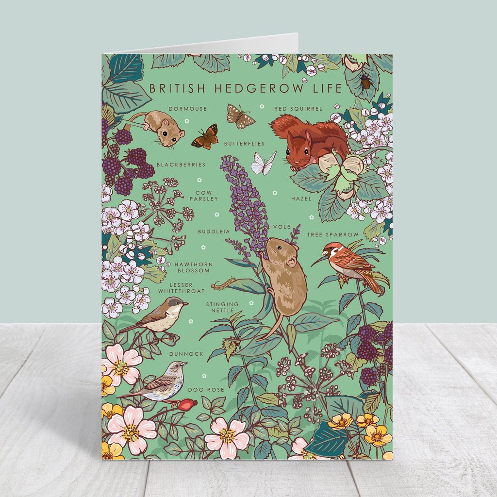 Set of 4 British Nature Guide Cards: Hedgerow, Moorland, Pond and Lake Life