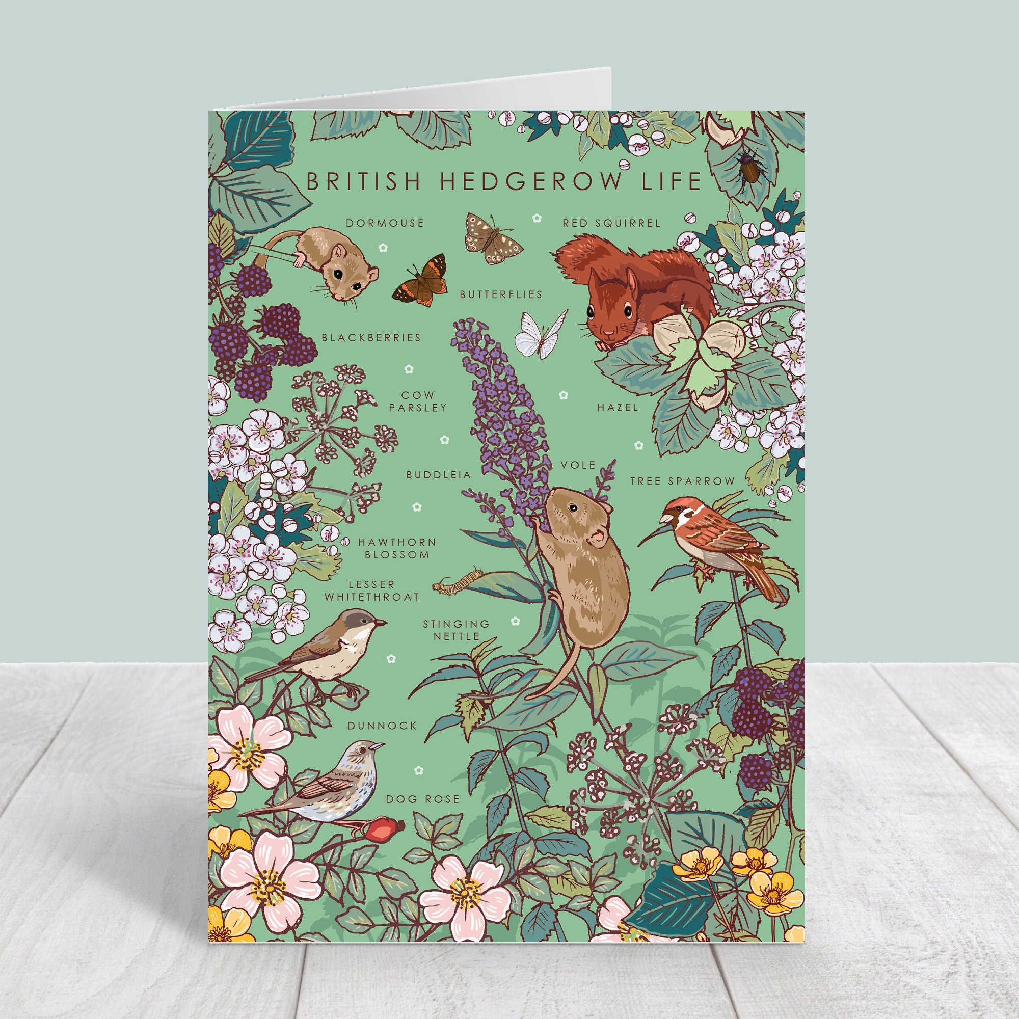 Set of 4 British Nature Guide Cards: Hedgerow, Moorland, Pond and Lake Life