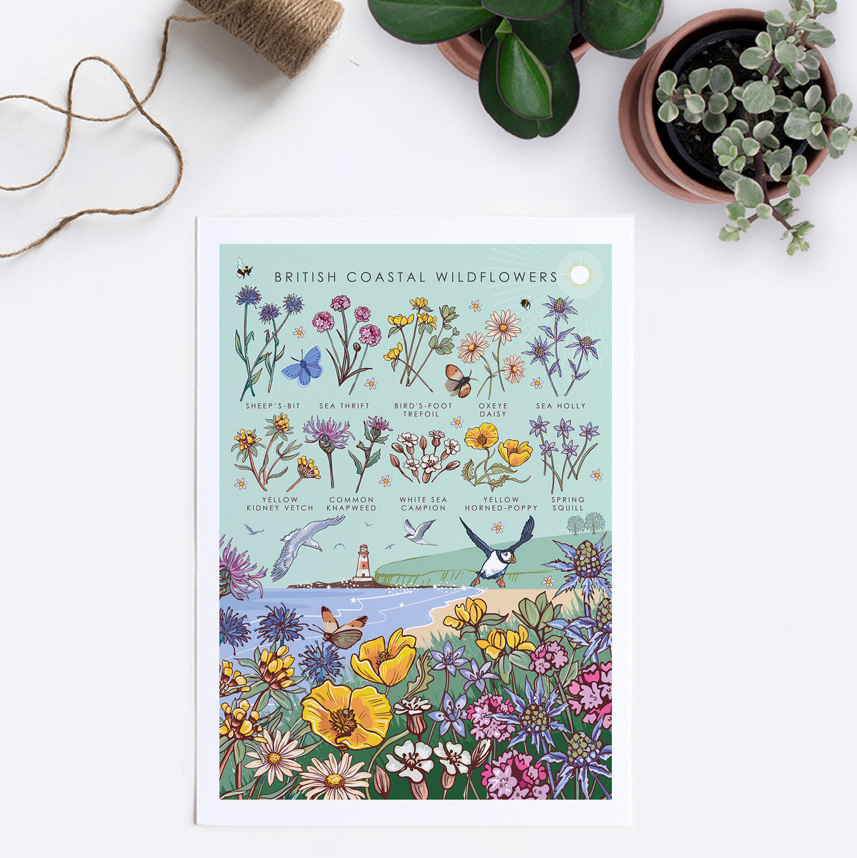 British Coastal Wildflowers Nature Guide Wall Art Print