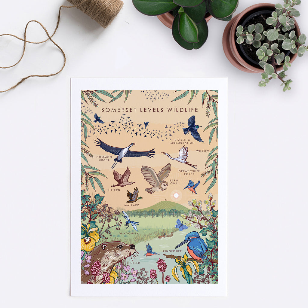 Somerset Levels Wildlife Nature Guide Wall Art Print