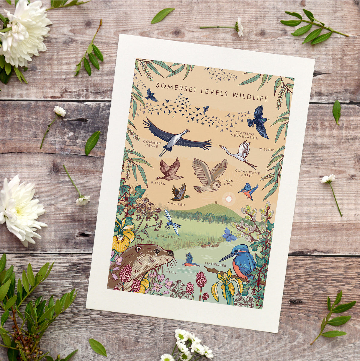 Somerset Levels Wildlife Nature Guide Wall Art Print