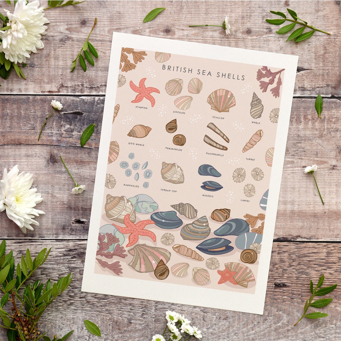 British Sea Shells Nature Guide Wall Art Print