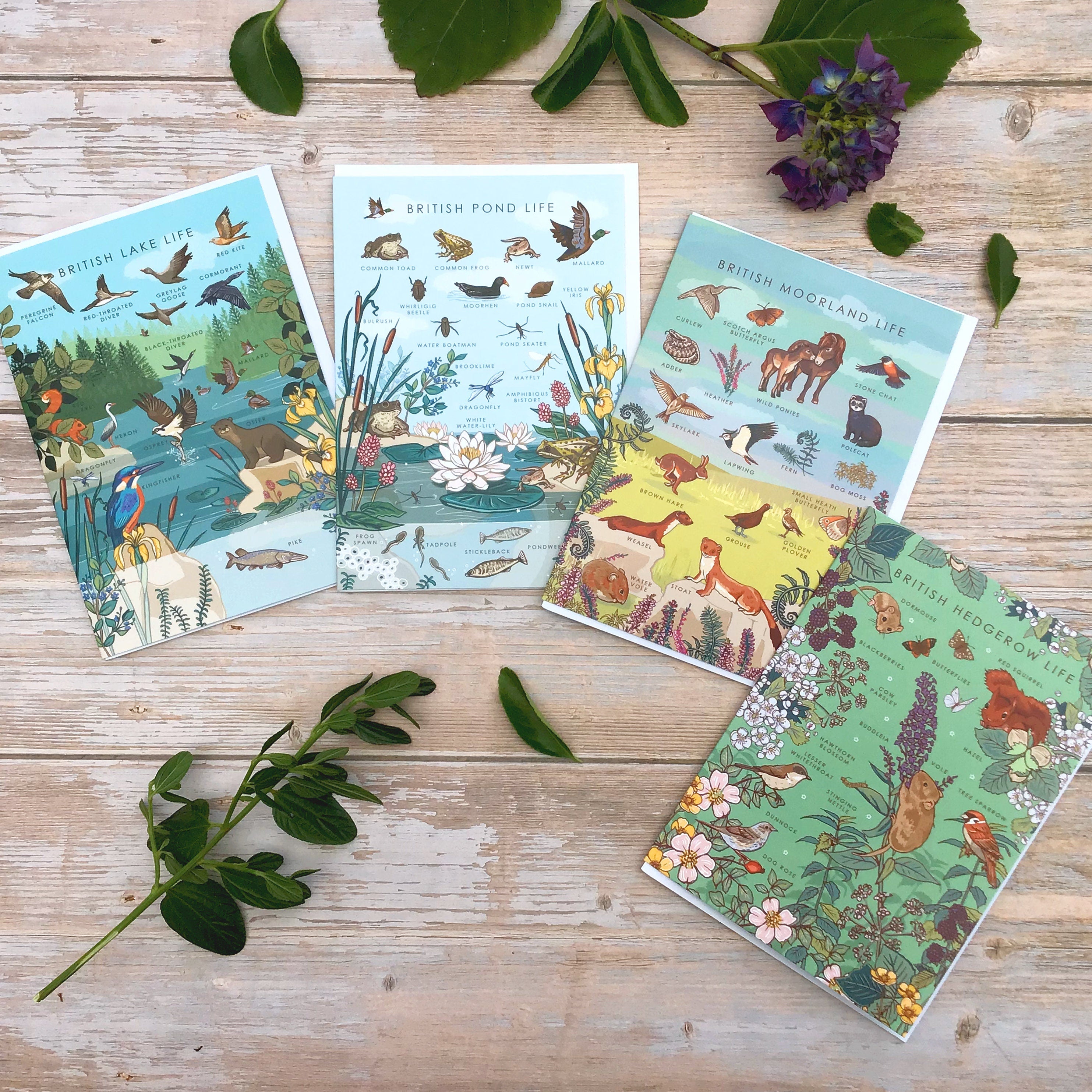 Set of 4 British Nature Guide Cards: Hedgerow, Moorland, Pond and Lake Life