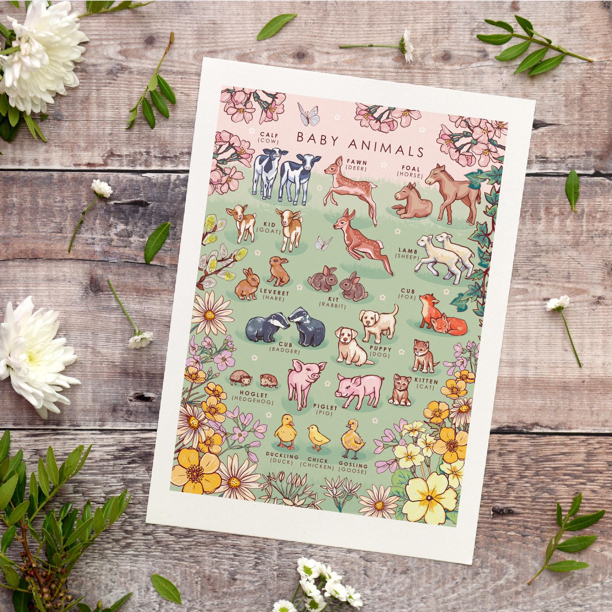 Baby Animals Nature Guide Wall Art Print